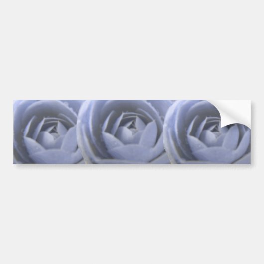 Camellia Froid Bumper Sticker (Devant)