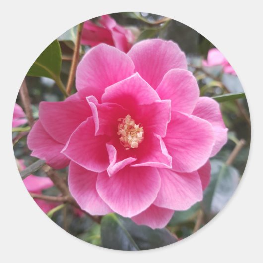 Camellia in het Park Ronde Sticker (Voorkant)