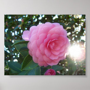 Camellia Japan Poster