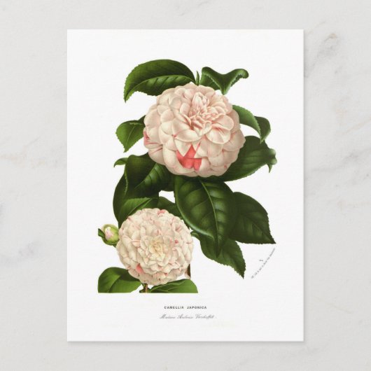 Camellia japonica briefkaart (Voorkant)