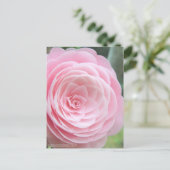 Camellia japonica f. otome : carte postale (Debout devant)