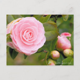 Camellia japonica f. resultaat [Briefkaart] Briefkaart
