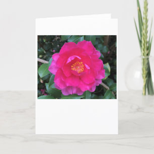Camellia, kaart