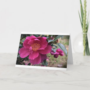 Camellia, Kaart