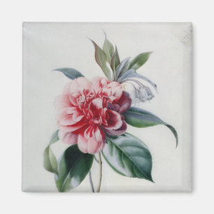 Camellia Magneet