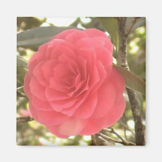 Camellia Magnet (Devant)