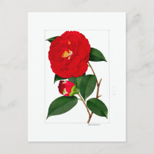 Camellia-plaat: Benikirin Briefkaart