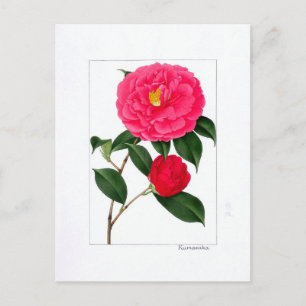 Camellia-plaat: Kumasaka Briefkaart