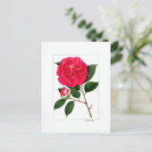 Camellia Plate: Benibotan Briefkaart (Staand voorkant)