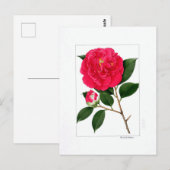 Camellia Plate: Benibotan Briefkaart (Voorkant / Achterkant)