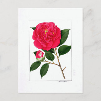 Camellia Plate: Benibotan Briefkaart