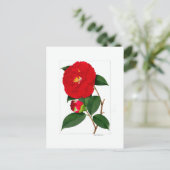 Camellia Plate: Benikirin Briefkaart (Staand voorkant)