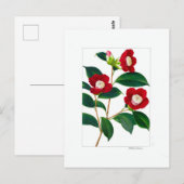 Camellia Plate: Bokuhan Briefkaart (Voorkant / Achterkant)