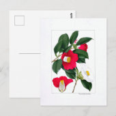 Camellia Plate: Yamatsubaki Briefkaart (Voorkant / Achterkant)