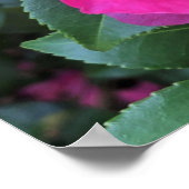 Camellia Poster (Hoek)