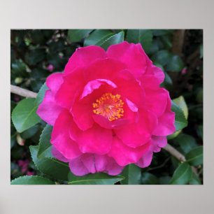 Camellia Poster