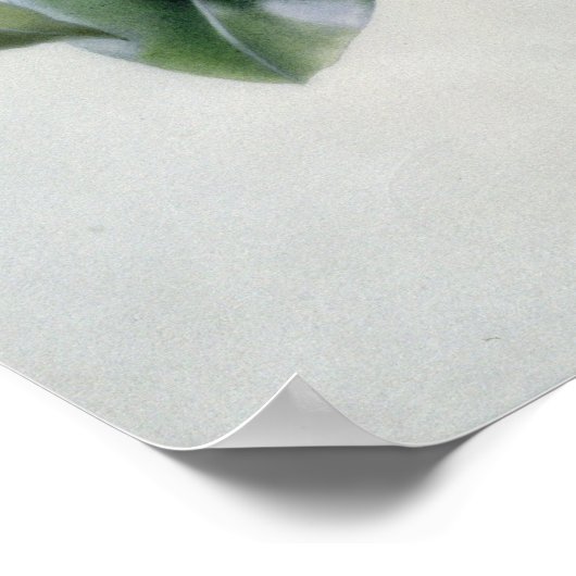 Camellia Poster (Hoek)