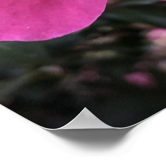 Camellia Poster (Hoek)