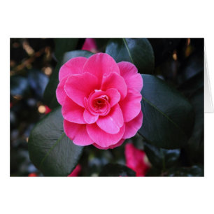 Camellia rose