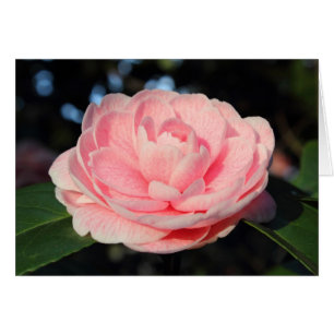 Camellia rose