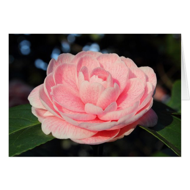 Camellia rose (Devant horizontal)