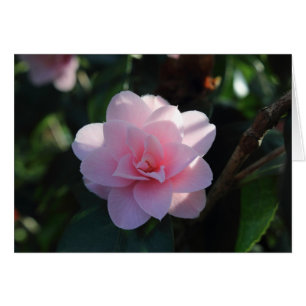 Camellia rose