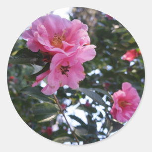 Camellia rose #2-1 Stickers