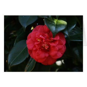 "Camellia rouge # 1"