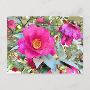 Camellia sasanqua Kantsubaki [Briefkaart] Briefkaart
