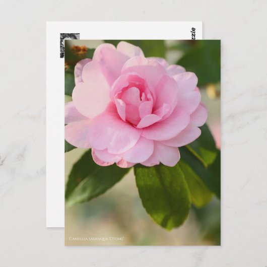 Camellia sasanqua "Otome" (Briefkaart) Briefkaart (Voorkant / Achterkant)