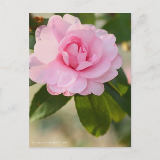Camellia sasanqua "Otome" (Briefkaart) Briefkaart (Voorkant)