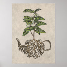 Camellia sinensis - plant van thee