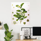 Camellia Sinensis Thea Sinensis Poster van de thee (Thuiskantoor)