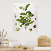 Camellia Sinensis Thea Sinensis Poster van de thee (Keuken)