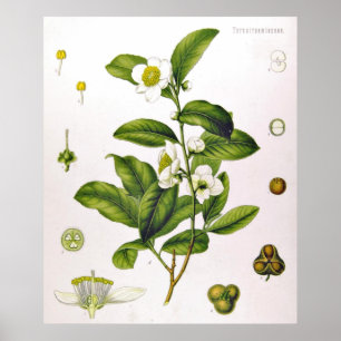 Camellia Sinensis Thea Sinensis Poster van de thee