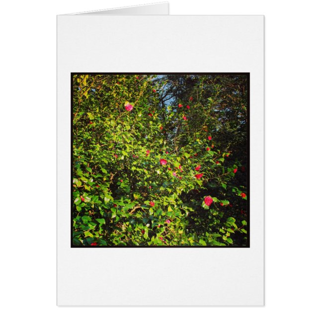 Camellia Struik 02. (Voorkant)