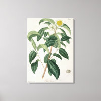 Camellia Thea van 'Phytographie Medicale' door Jos