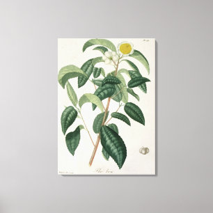 Camellia Thea van 'Phytographie Medicale' door Jos Canvas Afdruk