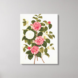 Camellia uit "A Monograph on the Genus" Canvas Afdruk