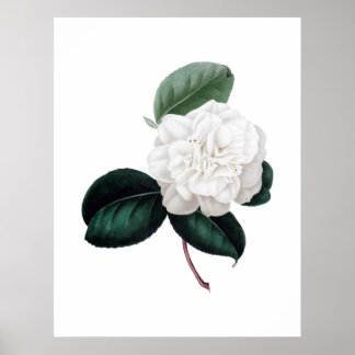 Camellia, witte bloem, botanische druk poster