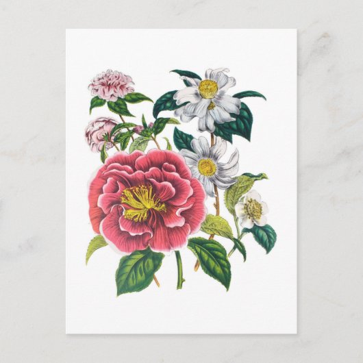 Camellias Briefkaart (Voorkant)