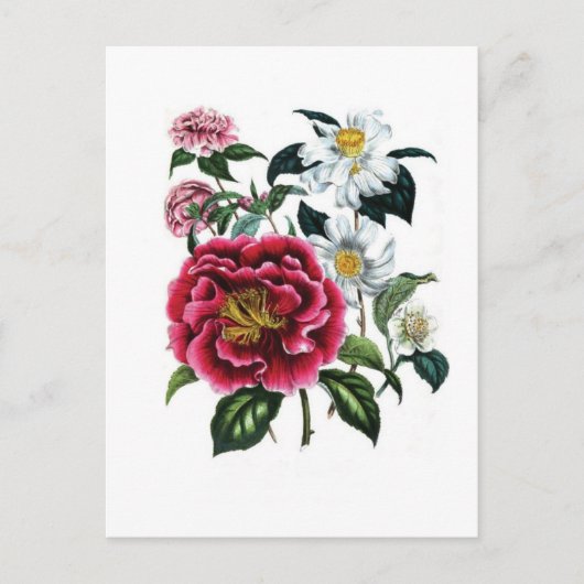 Camellias door Jane Loudon Briefkaart (Voorkant)