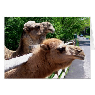 Camels