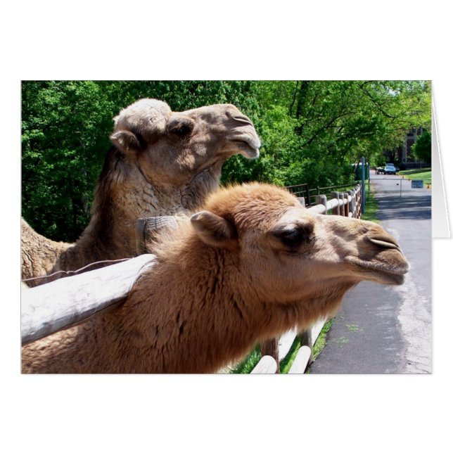 Camels (Devant horizontal)
