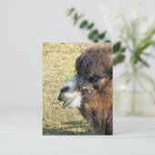 CAMELS BRIEFKAART (Staand voorkant)