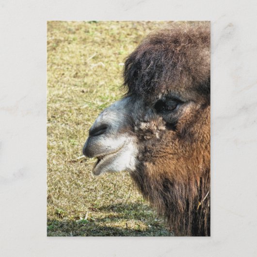 CAMELS BRIEFKAART (Voorkant)