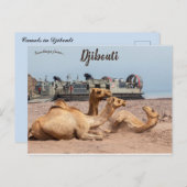 Camels die rusten in de zon in Djibouti Briefkaart (Voorkant / Achterkant)