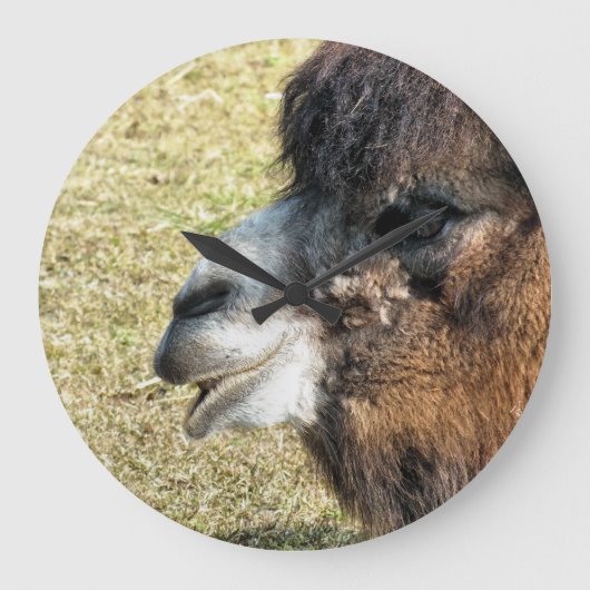 CAMELS GROTE KLOK (Voorkant)