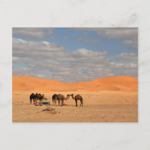Camels in de Sahara-woestijn Briefkaart