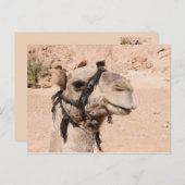Camels in de woestijn bij St. Catherine's Briefkaart (Voorkant / Achterkant)